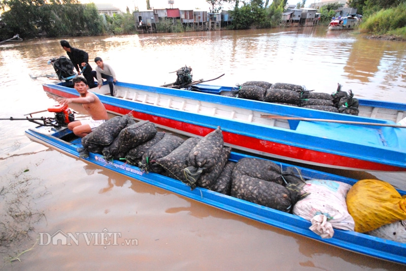 Đi săn cua đồng miền tây mùa nước lũ