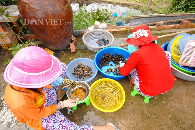 Đi săn cua đồng miền tây mùa nước lũ