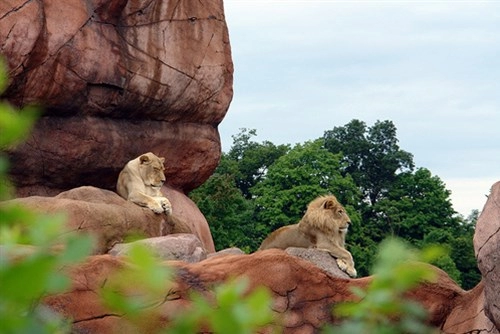 Điểm danh những vườn thú đẹp và lớn nhất thế giới