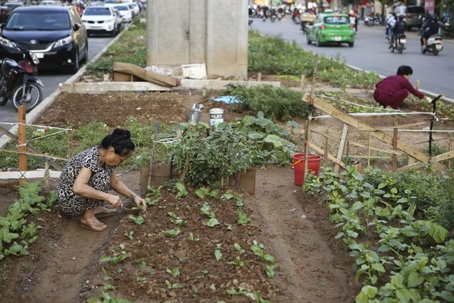 Gặp nông dân phố trồng rau dưới đường sắt trên cao