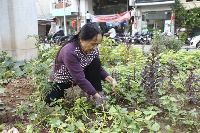 Gặp nông dân phố trồng rau dưới đường sắt trên cao