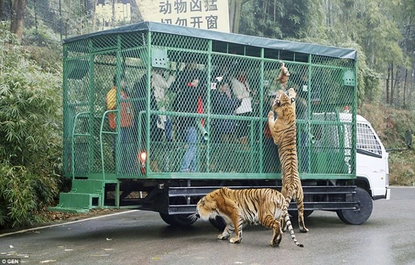 Hãi hùng vườn thú nhốt du khách để thú dữ quây