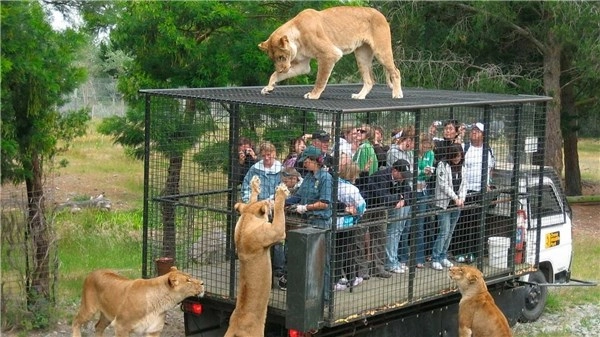 Hãi hùng vườn thú nhốt du khách để thú dữ quây