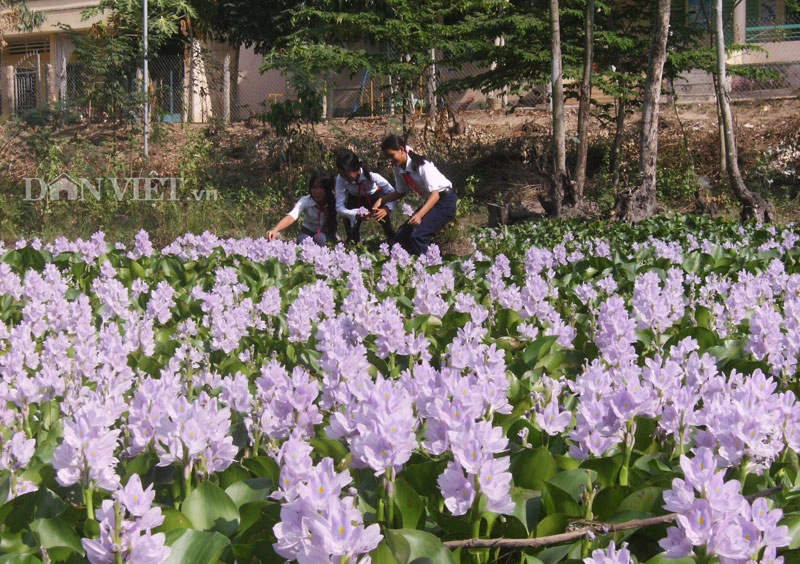 Hoa tím lục bình trên sông nước miền tây