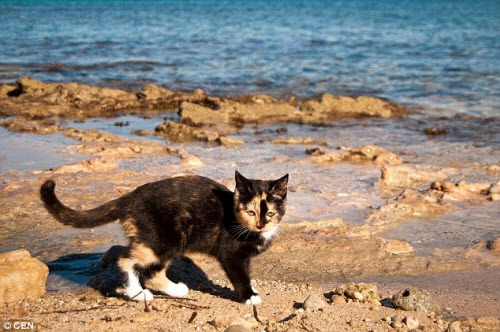 Khám phá hòn đảo mèo đông gấp 10 lần người