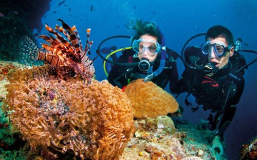 Ngắm san hô và đáy biển kỳ thú ở cù lao chàm