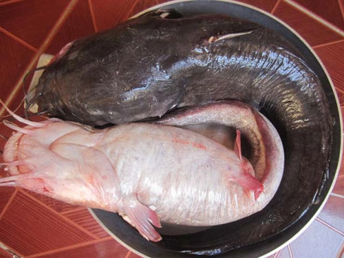 Nhớ canh cá ngát nấu bần