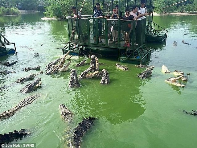 Rợn người du khách tq dùng bè tạm bợ cho bầy cá sấu ăn