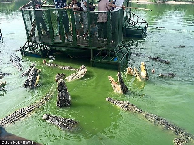 Rợn người du khách tq dùng bè tạm bợ cho bầy cá sấu ăn