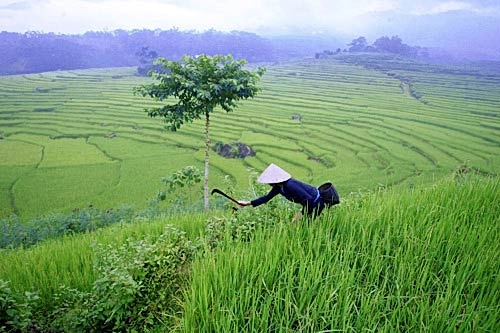 Ruộng bậc thang miền sơn cước pù luông