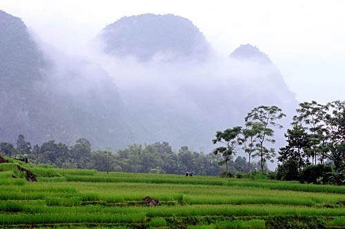 Ruộng bậc thang miền sơn cước pù luông