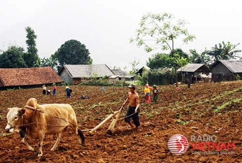 Sắc màu cuộc sống trên cao nguyên đá