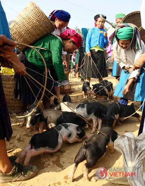 Sắc màu cuộc sống trên cao nguyên đá