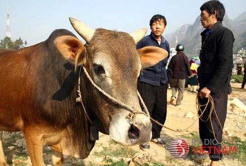 Sắc màu cuộc sống trên cao nguyên đá