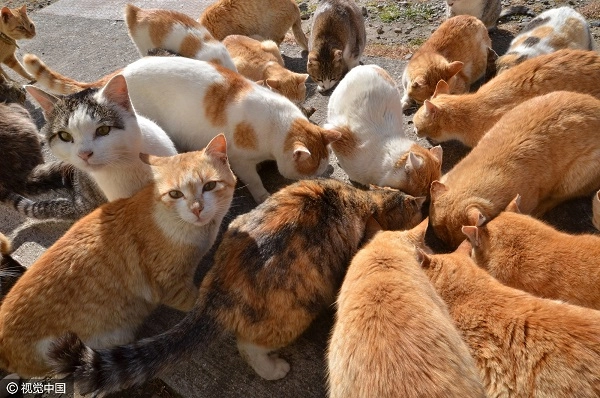 Thăm nơi mèo đông gấp 6 lần người ở nhật bản