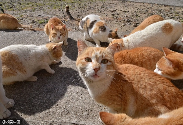 Thăm nơi mèo đông gấp 6 lần người ở nhật bản