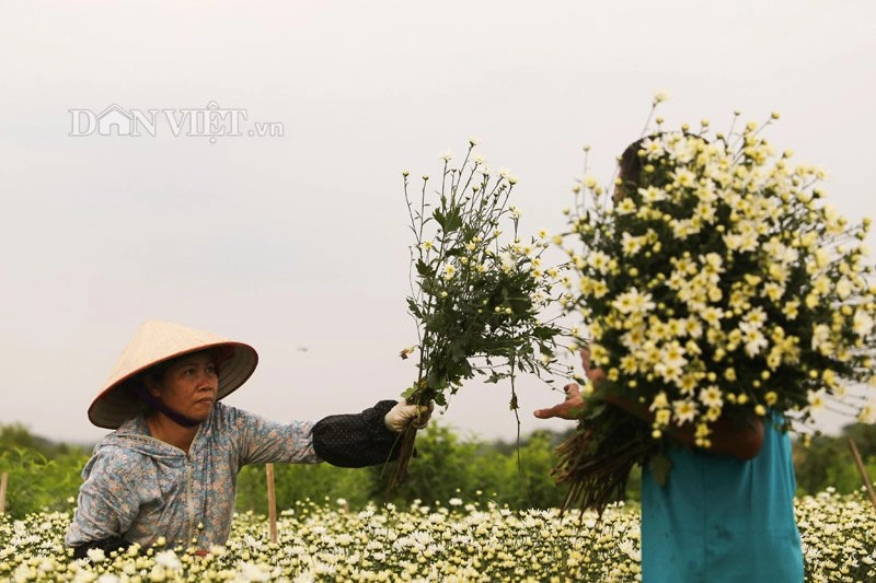 Trắng tinh khôi cúc họa mi trong chớm đông hà nội