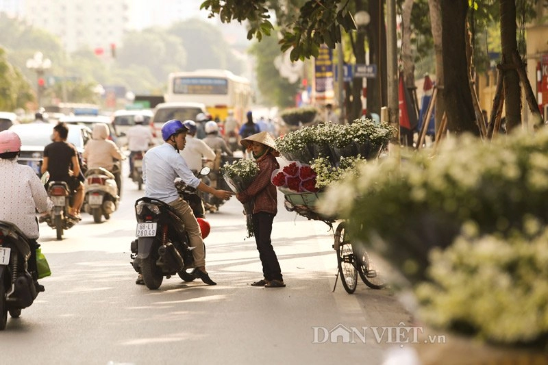 Trắng tinh khôi cúc họa mi trong chớm đông hà nội