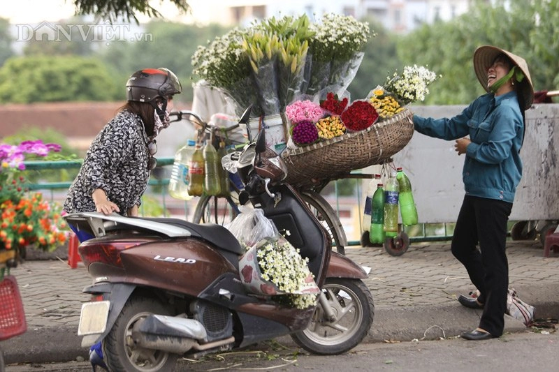 Trắng tinh khôi cúc họa mi trong chớm đông hà nội