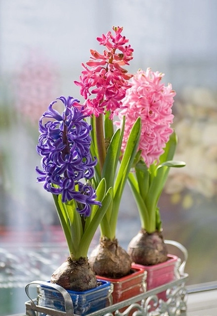 3 loại hoa phá vỡ phong thủy nên kiêng trong nhà