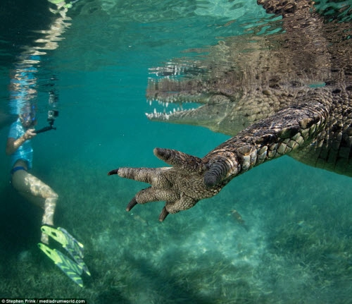 Ảnh cô gái xinh đẹp mạo hiểm lặn cùng cá sấu khổng lồ