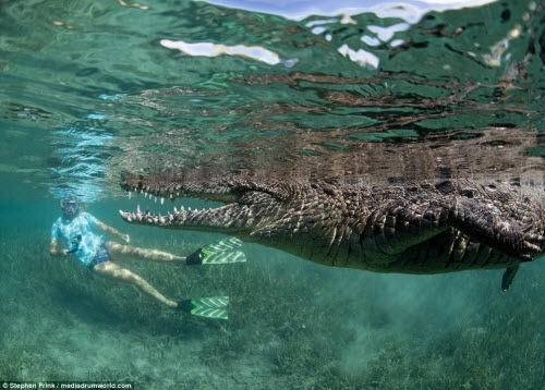 Ảnh cô gái xinh đẹp mạo hiểm lặn cùng cá sấu khổng lồ