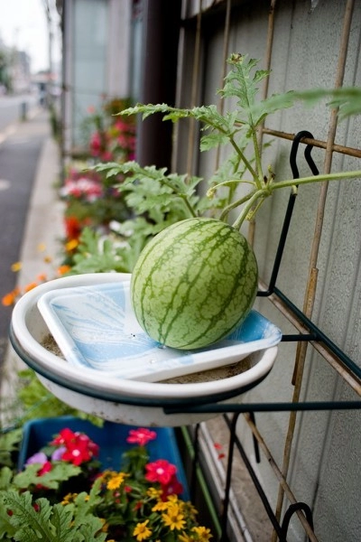Bí quyết trồng dưa hấu nặng trĩu quả tại nhà