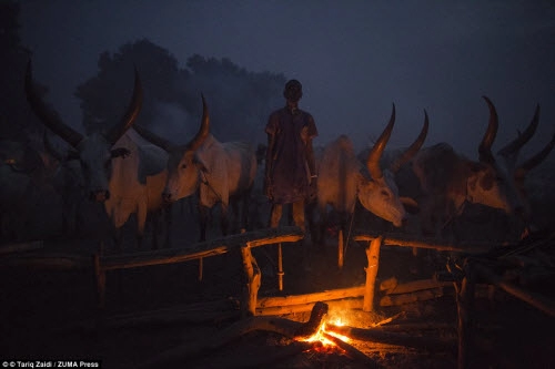 Cuộc sống của bộ tộc dùng nước tiểu của bò để tắm