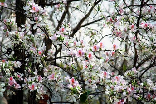 Hà nội tháng 3- thành phố mùa hoa đẹp nhất miền bắc