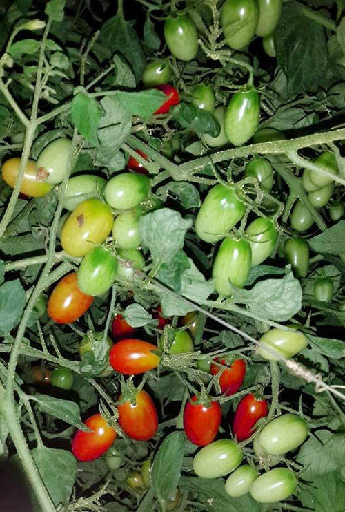 Học mẹ trẻ hà nội luyện bí kíp trồng cà chua trĩu cây