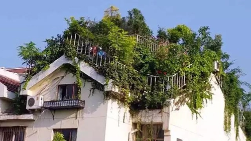 Khu vườn xanh ngát trên mái chung cư khiến hàng xóm nổi giận
