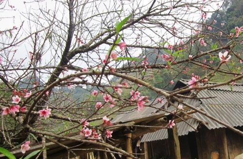 Lên hang kia pà cò săn hoa đào nở sớm