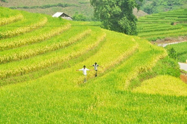 Mùa vàng ở sàng ma sáo