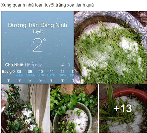 3 bước cứu cây hoa rau sạch sống sót qua ngày băng tuyết