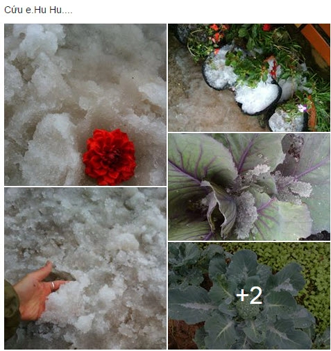 3 bước cứu cây hoa rau sạch sống sót qua ngày băng tuyết