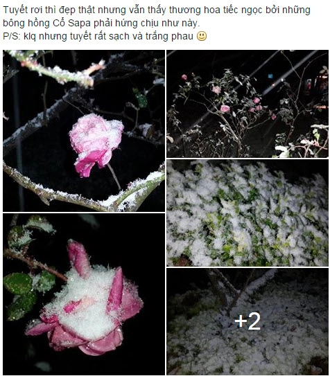 3 bước cứu cây hoa rau sạch sống sót qua ngày băng tuyết