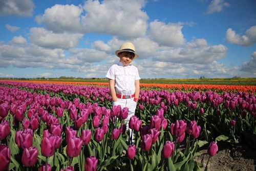 Hai thiên thần lai gốc việt bên cánh đồng hoa tulip đẹp như tranh
