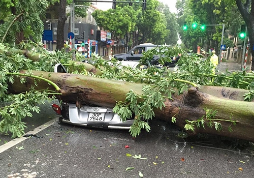  hàng loạt ôtô bị đè bẹp vì bão ở hà nội 