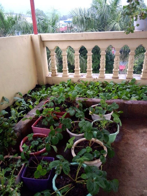 Mẹ trẻ chia sẻ cách trồng 20 cây dâu tây sạch tại nhà