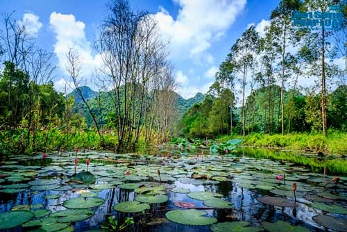 Say đắm cảnh đẹp mùa thu trên dòng suối yến