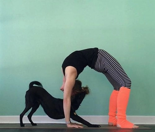 Thiếu cảm hứng yoga hãy thử yoga với động vật