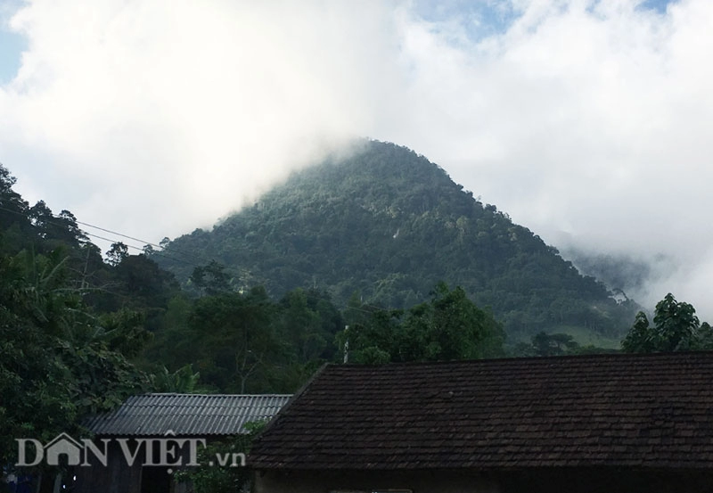 Vào rừng tìm lộc cỏ nhung lấy tiền sắm tết