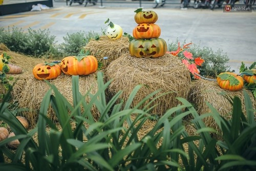 Vườn bí ngô ở bình tân điểm chụp ảnh hot nhất halloween năm nay cho g