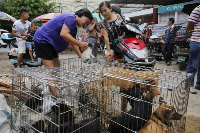 Xót thương 10000 chú chó chờ chết tại lễ hội thịt chó trung quốc