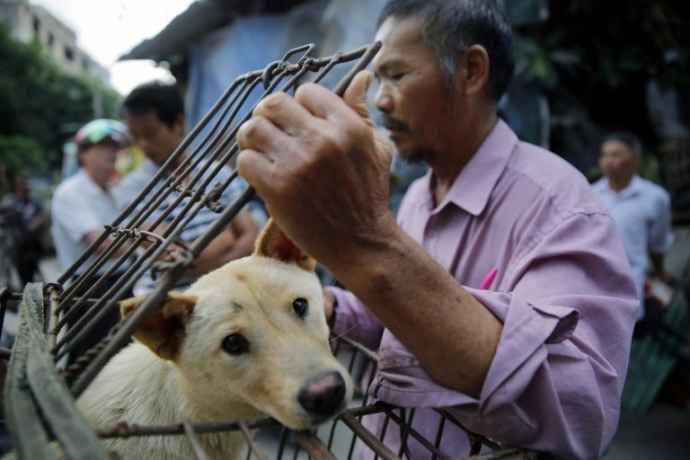 Xót thương 10000 chú chó chờ chết tại lễ hội thịt chó trung quốc