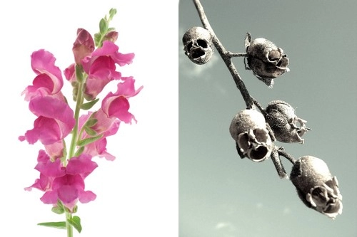 10 loài hoa đẹp mà kì lạ nhất thế giới