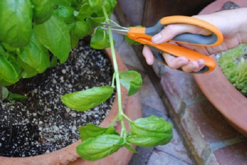 10 lỗi phổ biến khi trồng rau thơm và thảo mộc tại nhà