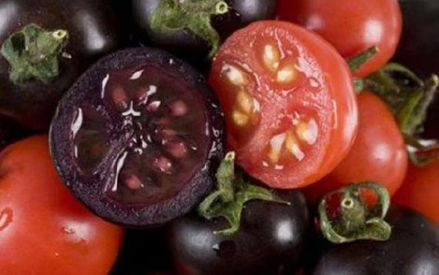 Cận cảnh màu sắc kì lạ của siêu thực phẩm cà chua đen