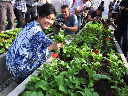 Cựu thủ tướng thái lan tự tay chăm sóc vườn rau