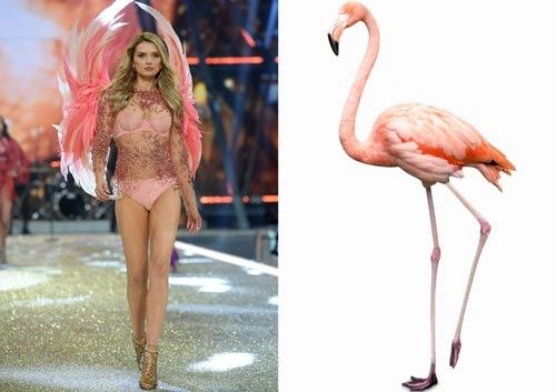 Đố bạn nhịn được cười với loạt ảnh chế của victorias secret show 2016